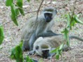 /album/afrika/dscn0141-jpg/