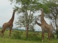 /album/afrika/dscn0407-jpg/